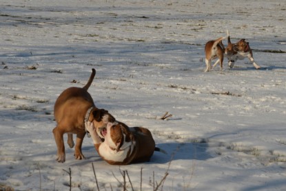 Continental Bulldogs Seeblickbulls Bilderalbum - Ausflug am 15.02.2017