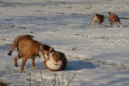 Continental Bulldogs Seeblickbulls Bilderalbum - Ausflug am 15.02.2017