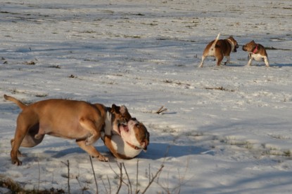 Continental Bulldogs Seeblickbulls Bilderalbum - Ausflug am 15.02.2017