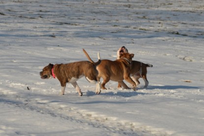 Continental Bulldogs Seeblickbulls Bilderalbum - Ausflug am 15.02.2017