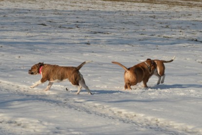 Continental Bulldogs Seeblickbulls Bilderalbum - Ausflug am 15.02.2017