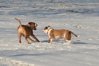 Continental Bulldogs Seeblickbulls Bilderalbum - Ausflug am 15.02.2017