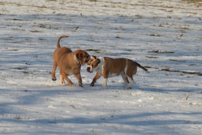 Continental Bulldogs Seeblickbulls Bilderalbum - Ausflug am 15.02.2017