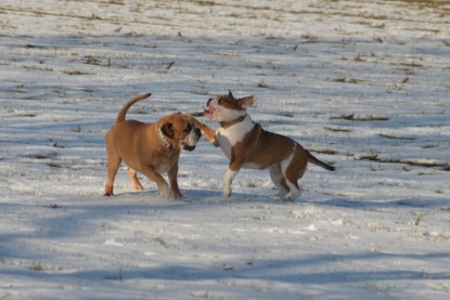 Continental Bulldogs Seeblickbulls Bilderalbum - Ausflug am 15.02.2017