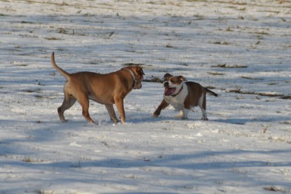 Continental Bulldogs Seeblickbulls Bilderalbum - Ausflug am 15.02.2017