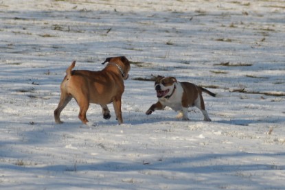 Continental Bulldogs Seeblickbulls Bilderalbum - Ausflug am 15.02.2017