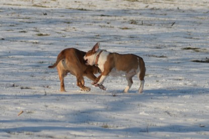 Continental Bulldogs Seeblickbulls Bilderalbum - Ausflug am 15.02.2017