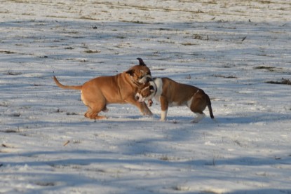 Continental Bulldogs Seeblickbulls Bilderalbum - Ausflug am 15.02.2017