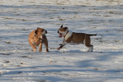 Continental Bulldogs Seeblickbulls Bilderalbum - Ausflug am 15.02.2017