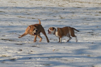 Continental Bulldogs Seeblickbulls Bilderalbum - Ausflug am 15.02.2017