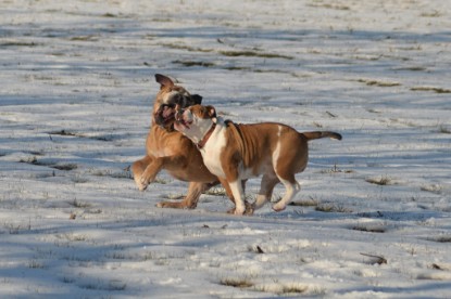 Continental Bulldogs Seeblickbulls Bilderalbum - Ausflug am 15.02.2017