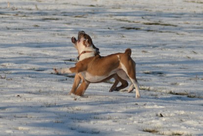 Continental Bulldogs Seeblickbulls Bilderalbum - Ausflug am 15.02.2017