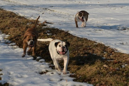 Continental Bulldogs Seeblickbulls Bilderalbum - Ausflug am 15.02.2017