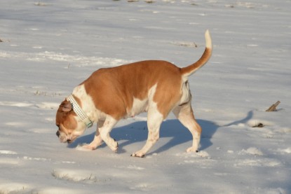 Continental Bulldogs Seeblickbulls Bilderalbum - Ausflug am 15.02.2017