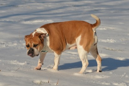 Continental Bulldogs Seeblickbulls Bilderalbum - Ausflug am 15.02.2017