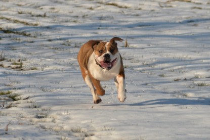 Continental Bulldogs Seeblickbulls Bilderalbum - Ausflug am 15.02.2017