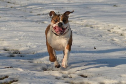 Continental Bulldogs Seeblickbulls Bilderalbum - Ausflug am 15.02.2017