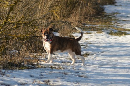 Continental Bulldogs Seeblickbulls Bilderalbum - Ausflug am 15.02.2017