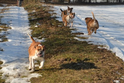 Continental Bulldogs Seeblickbulls Bilderalbum - Ausflug am 15.02.2017