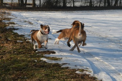 Continental Bulldogs Seeblickbulls Bilderalbum - Ausflug am 15.02.2017