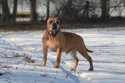 Continental Bulldogs Seeblickbulls Bilderalbum - Ausflug am 15.02.2017