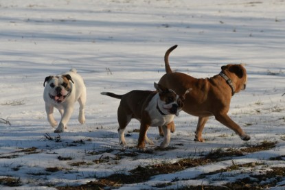 Continental Bulldogs Seeblickbulls Bilderalbum - Ausflug am 15.02.2017