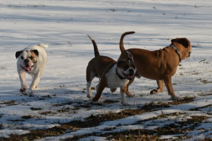 Continental Bulldogs Seeblickbulls Bilderalbum - Ausflug am 15.02.2017