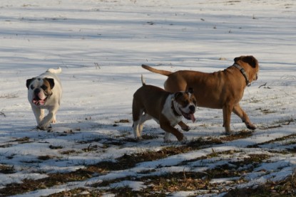 Continental Bulldogs Seeblickbulls Bilderalbum - Ausflug am 15.02.2017