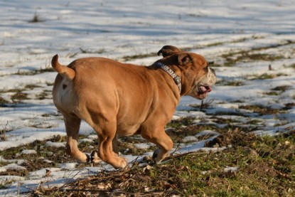 Continental Bulldogs Seeblickbulls Bilderalbum - Ausflug am 15.02.2017