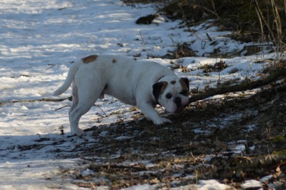 Continental Bulldogs Seeblickbulls Bilderalbum - Ausflug am 15.02.2017