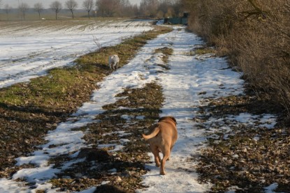 Continental Bulldogs Seeblickbulls Bilderalbum - Ausflug am 15.02.2017