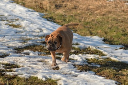 Continental Bulldogs Seeblickbulls Bilderalbum - Ausflug am 15.02.2017