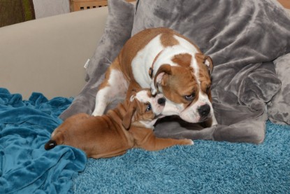 Continental Bulldogs Seeblickbulls Bilderalbum - Indoor-Abenteuer im März 2017