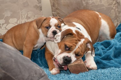 Continental Bulldogs Seeblickbulls Bilderalbum - Indoor-Abenteuer im März 2017