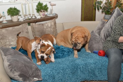 Continental Bulldogs Seeblickbulls Bilderalbum - Indoor-Abenteuer im März 2017