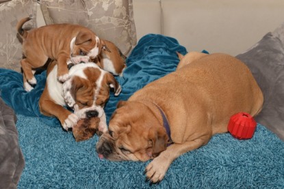 Continental Bulldogs Seeblickbulls Bilderalbum - Indoor-Abenteuer im März 2017