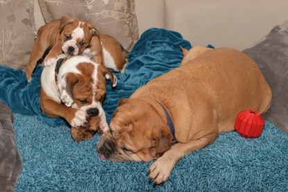 Continental Bulldogs Seeblickbulls Bilderalbum - Indoor-Abenteuer im März 2017