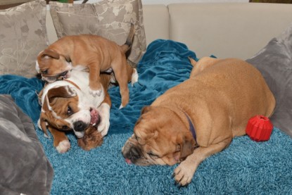 Continental Bulldogs Seeblickbulls Bilderalbum - Indoor-Abenteuer im März 2017