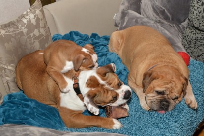 Continental Bulldogs Seeblickbulls Bilderalbum - Indoor-Abenteuer im März 2017