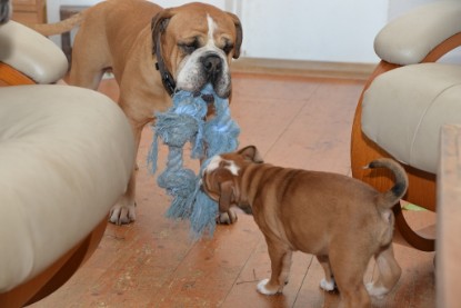 Continental Bulldogs Seeblickbulls Bilderalbum - Indoor-Abenteuer im März 2017