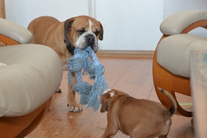 Continental Bulldogs Seeblickbulls Bilderalbum - Indoor-Abenteuer im März 2017