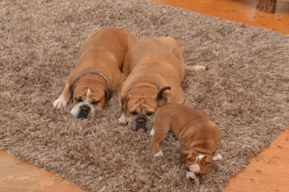 Continental Bulldogs Seeblickbulls Bilderalbum - Indoor-Abenteuer im März 2017