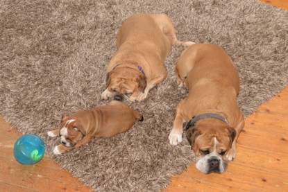 Continental Bulldogs Seeblickbulls Bilderalbum - Indoor-Abenteuer im März 2017