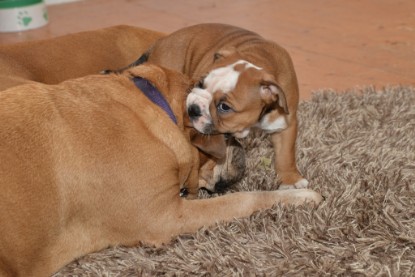 Continental Bulldogs Seeblickbulls Bilderalbum - Indoor-Abenteuer im März 2017