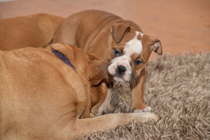 Continental Bulldogs Seeblickbulls Bilderalbum - Indoor-Abenteuer im März 2017