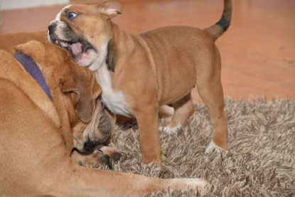 Continental Bulldogs Seeblickbulls Bilderalbum - Indoor-Abenteuer im März 2017