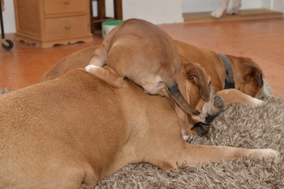 Continental Bulldogs Seeblickbulls Bilderalbum - Indoor-Abenteuer im März 2017