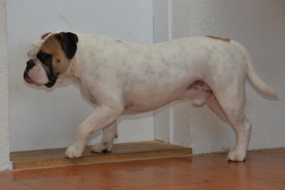 Continental Bulldogs Seeblickbulls Bilderalbum - Indoor-Abenteuer im März 2017