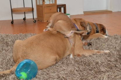 Continental Bulldogs Seeblickbulls Bilderalbum - Indoor-Abenteuer im März 2017