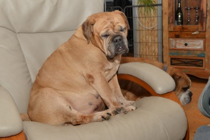 Continental Bulldogs Seeblickbulls Bilderalbum - Indoor-Abenteuer im März 2017